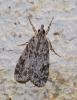 Scoparia sp.